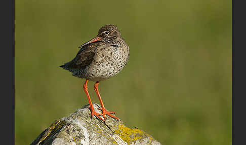 Rotschenkel (Tringa totanus)