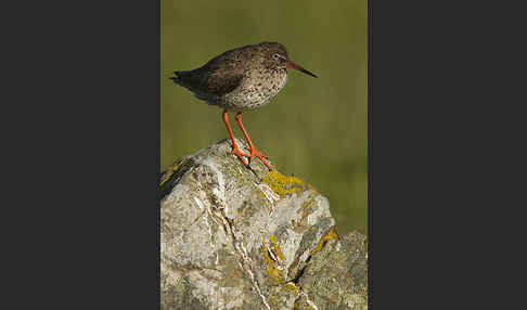 Rotschenkel (Tringa totanus)