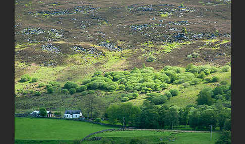 Schottland (Scotland)