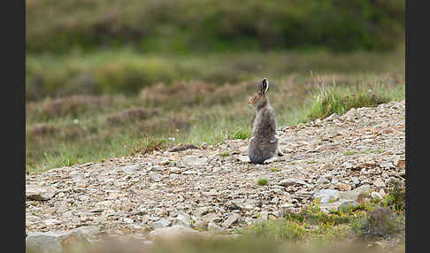 Schottischer Schneehase (Lepus timidus scoticus)