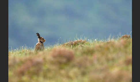 Schottischer Schneehase (Lepus timidus scoticus)