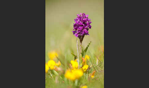 Fleischfarbenes Knabenkraut subsp. (Dactylorhiza incarnata subsp. coccinea)