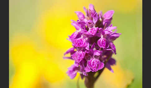 Fleischfarbenes Knabenkraut subsp. (Dactylorhiza incarnata subsp. coccinea)