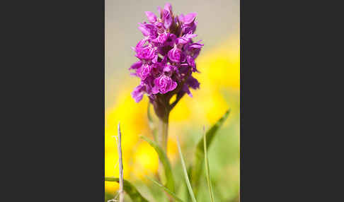 Fleischfarbenes Knabenkraut subsp. (Dactylorhiza incarnata subsp. coccinea)