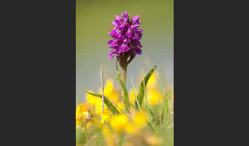 Fleischfarbenes Knabenkraut subsp. (Dactylorhiza incarnata subsp. coccinea)