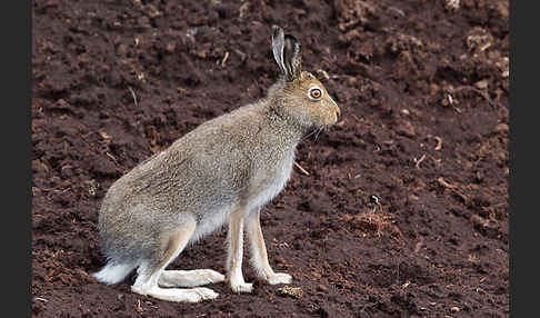 Schottischer Schneehase (Lepus timidus scoticus)