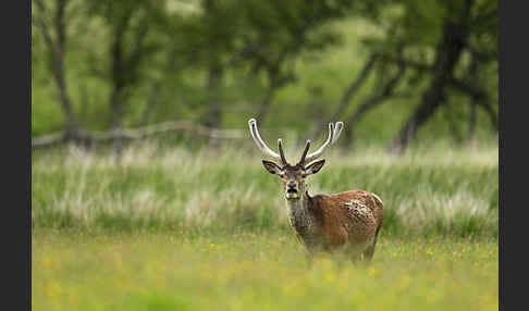 Rotwild (Cervus elaphus)