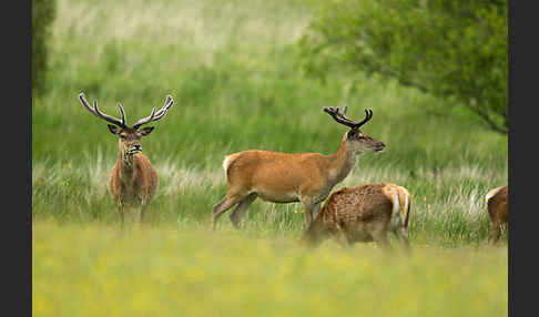 Rotwild (Cervus elaphus)