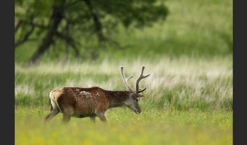 Rotwild (Cervus elaphus)