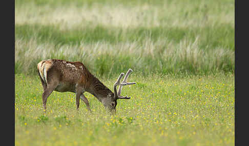 Rotwild (Cervus elaphus)