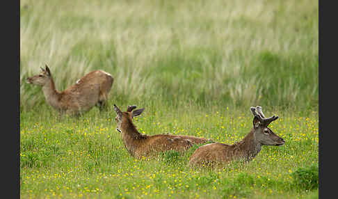 Rotwild (Cervus elaphus)