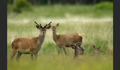 Rotwild (Cervus elaphus)