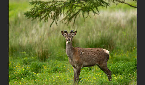 Rotwild (Cervus elaphus)