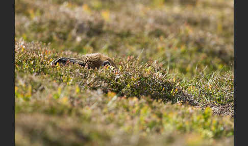 Schottischer Schneehase (Lepus timidus scoticus)