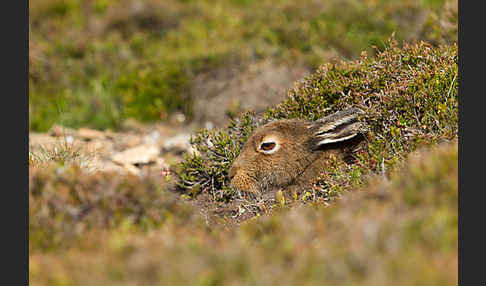 Schottischer Schneehase (Lepus timidus scoticus)