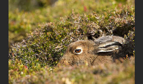 Schottischer Schneehase (Lepus timidus scoticus)