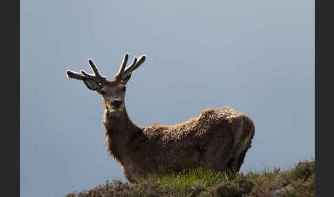 Rotwild (Cervus elaphus)