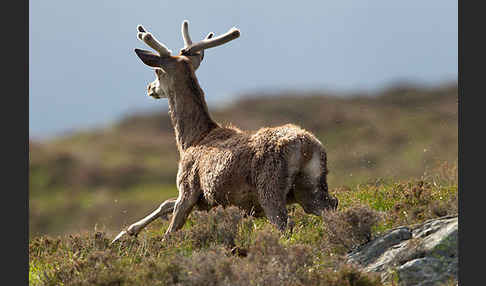 Rotwild (Cervus elaphus)