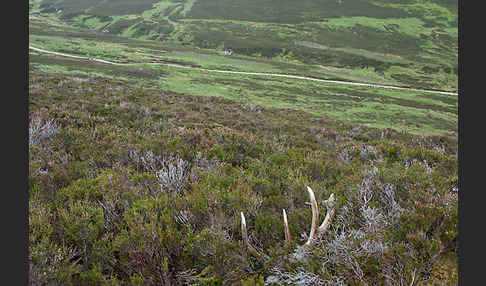 Rotwild (Cervus elaphus)