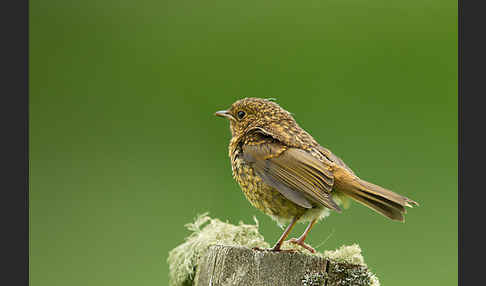 Rotkehlchen (Erithacus rubecula)