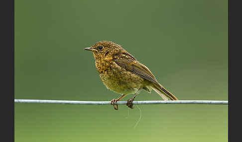 Rotkehlchen (Erithacus rubecula)