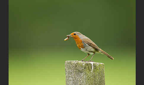 Rotkehlchen (Erithacus rubecula)