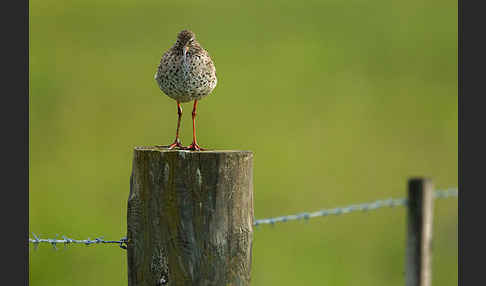 Rotschenkel (Tringa totanus)