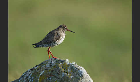 Rotschenkel (Tringa totanus)