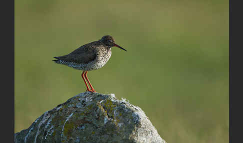 Rotschenkel (Tringa totanus)