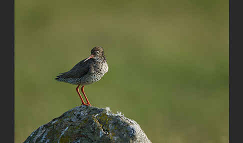 Rotschenkel (Tringa totanus)