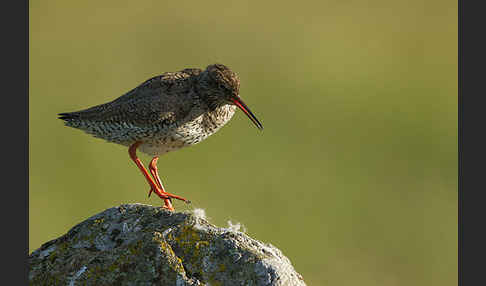 Rotschenkel (Tringa totanus)