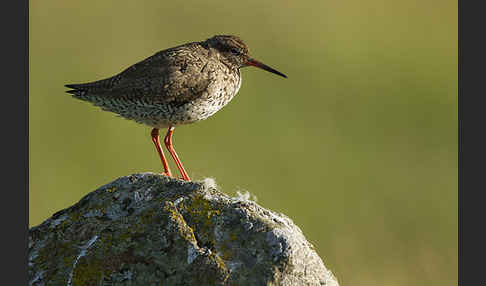 Rotschenkel (Tringa totanus)