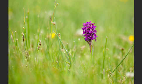 Fleischfarbenes Knabenkraut subsp. (Dactylorhiza incarnata subsp. coccinea)