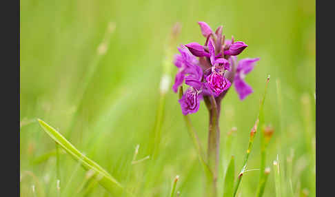 Fleischfarbenes Knabenkraut subsp. (Dactylorhiza incarnata subsp. coccinea)