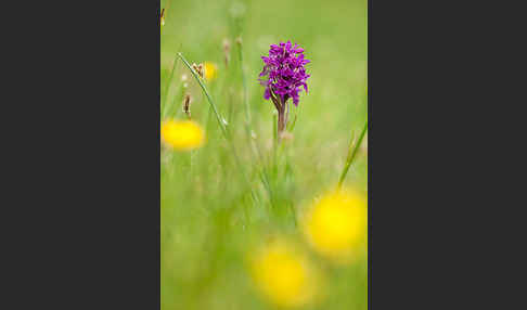 Fleischfarbenes Knabenkraut subsp. (Dactylorhiza incarnata subsp. coccinea)