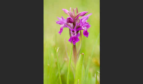 Fleischfarbenes Knabenkraut subsp. (Dactylorhiza incarnata subsp. coccinea)