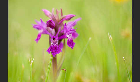 Fleischfarbenes Knabenkraut subsp. (Dactylorhiza incarnata subsp. coccinea)