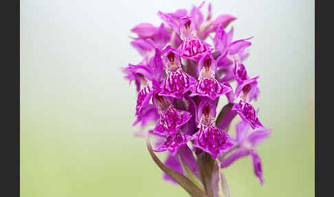 Fleischfarbenes Knabenkraut subsp. (Dactylorhiza incarnata subsp. coccinea)