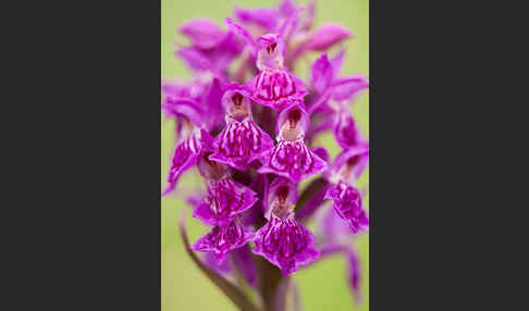 Fleischfarbenes Knabenkraut subsp. (Dactylorhiza incarnata subsp. coccinea)