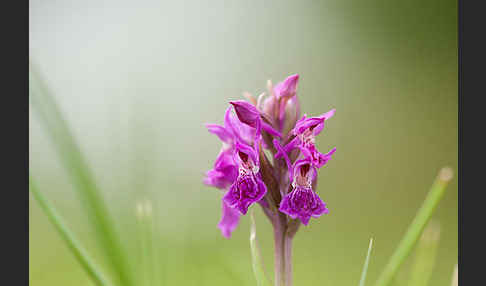 Fleischfarbenes Knabenkraut subsp. (Dactylorhiza incarnata subsp. coccinea)