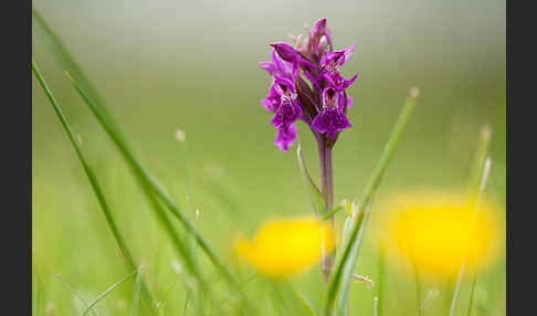 Fleischfarbenes Knabenkraut subsp. (Dactylorhiza incarnata subsp. coccinea)