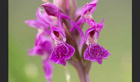 Fleischfarbenes Knabenkraut subsp. (Dactylorhiza incarnata subsp. coccinea)