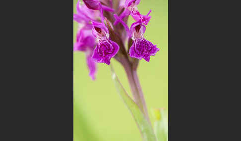 Fleischfarbenes Knabenkraut subsp. (Dactylorhiza incarnata subsp. coccinea)