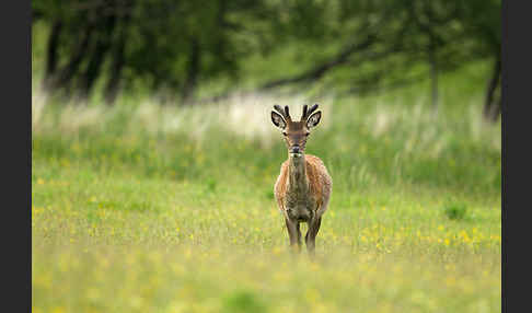 Rotwild (Cervus elaphus)