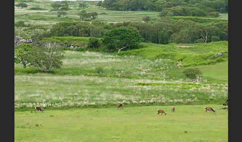 Rotwild (Cervus elaphus)