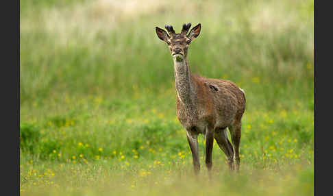 Rotwild (Cervus elaphus)