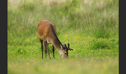 Rotwild (Cervus elaphus)