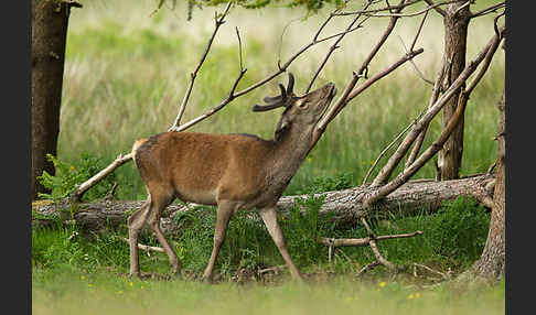 Rotwild (Cervus elaphus)