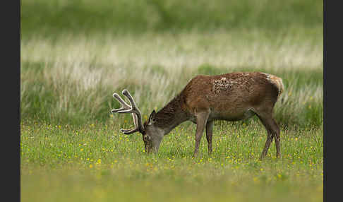 Rotwild (Cervus elaphus)