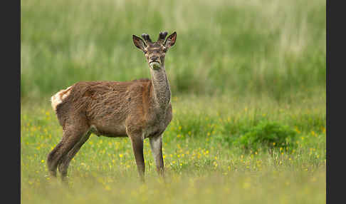 Rotwild (Cervus elaphus)